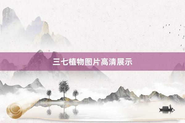 三七植物图片高清展示